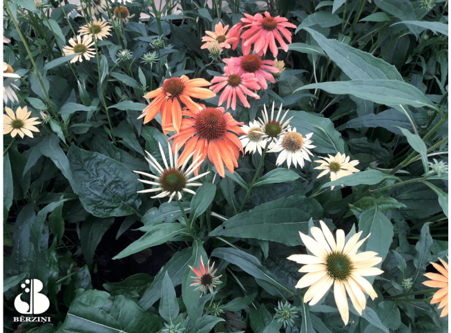 Echinacea   'Cheyenne Spirit'